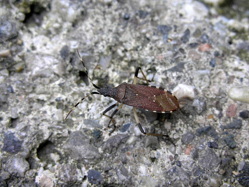 Dicranocephalus agilis